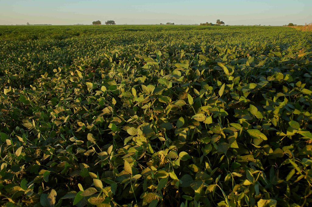 Riscos da Murcha de Fusarium na Produção de Feijão